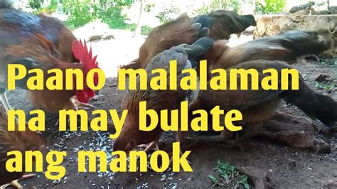 kainan ng puki|Pinay Dinilaan at Sinipsip ang puki napaungol at lumabas ang .
